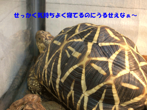 c0155511_18593039.gif