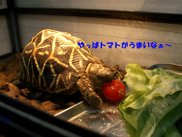 c0155511_1901544.gif