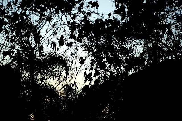 c0080716_2382124.jpg