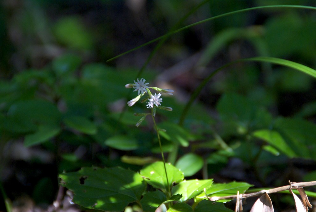 d0053930_727296.jpg