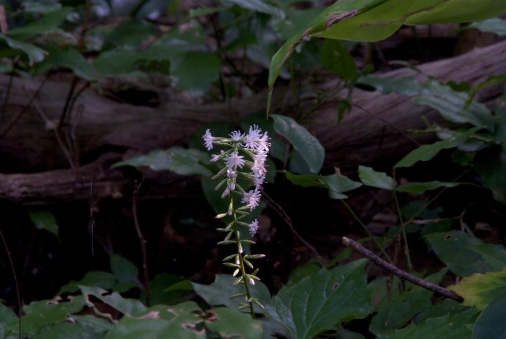 d0053930_729521.jpg