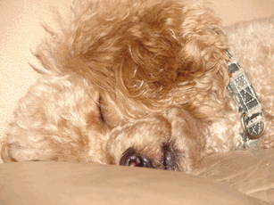 c0136736_18311221.gif