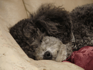 c0136736_18333171.gif