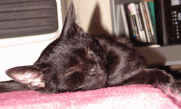 c0136736_18352925.gif