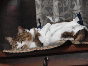 c0136736_18421077.gif