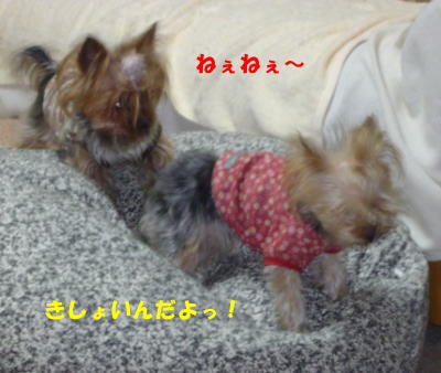 b0001440_21101998.jpg