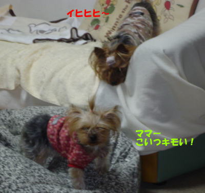 b0001440_21105236.jpg