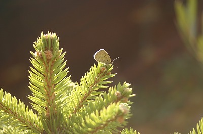 b0120159_1671399.jpg