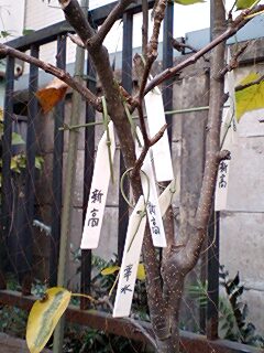 f0085291_21423785.jpg