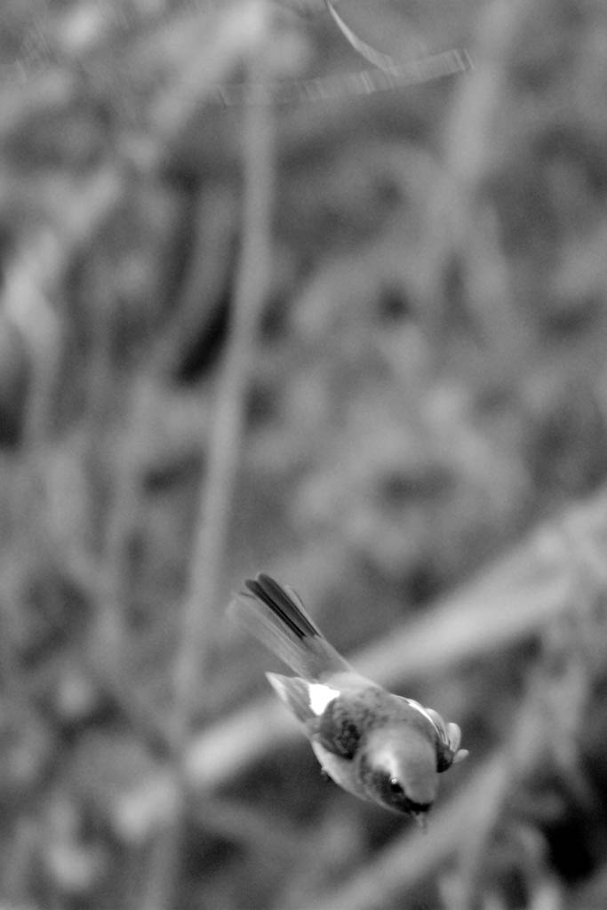 d0085715_0342100.jpg