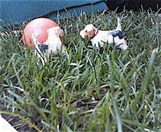 a0068339_21355765.jpg