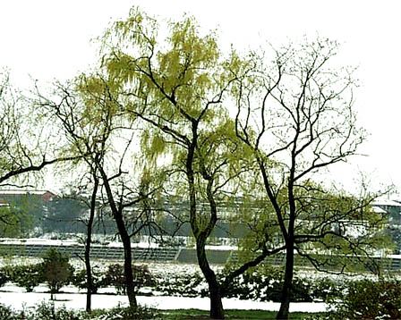 d0063263_10532058.jpg