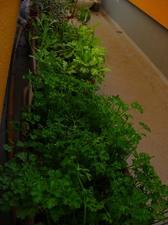 b0103079_1411864.jpg