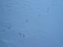 d0134785_1484510.jpg
