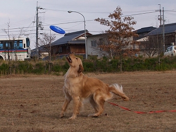d0080601_10525393.jpg