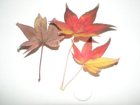 c0087305_1483447.jpg