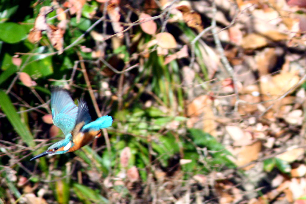 d0085715_053131.jpg