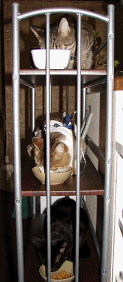 c0136736_1813254.gif