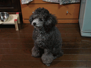 c0136736_18271857.gif