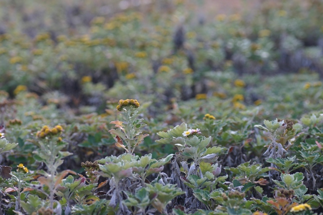 e0083238_2042289.jpg