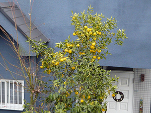 e0099905_23362653.jpg