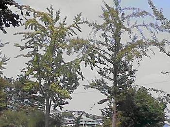 b0080718_2363554.jpg