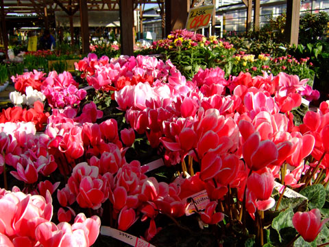 f0147025_1312764.jpg
