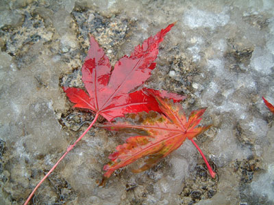 c0050264_1255996.jpg