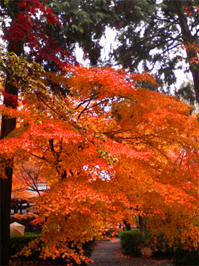 f0089079_215583.jpg