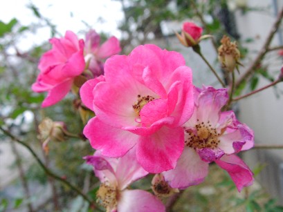 f0002833_095968.jpg