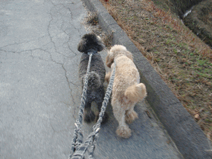 c0136736_19384780.gif