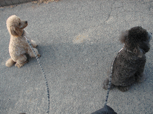 c0136736_19434641.gif