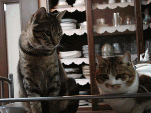 c0136736_19491249.gif