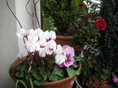 c0147952_2145779.jpg