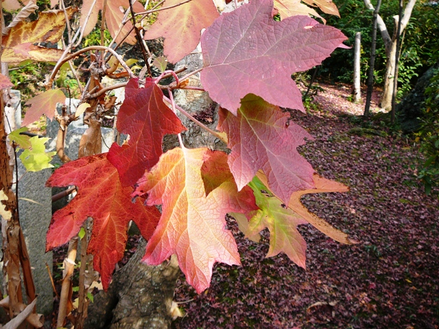 d0042474_0215336.jpg