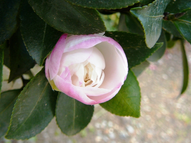 d0042474_0221465.jpg