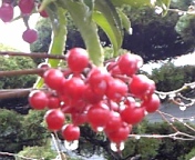 e0122194_17523954.jpg