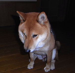 f0152315_23231113.jpg