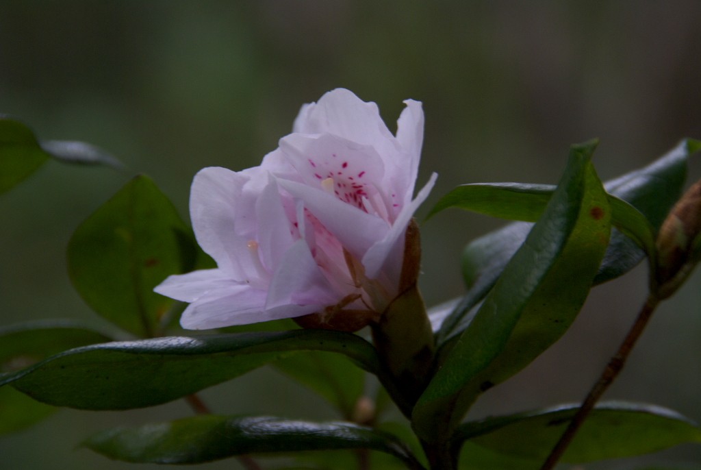 d0053930_7241677.jpg