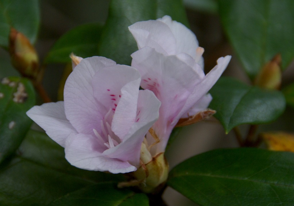 d0053930_7244616.jpg