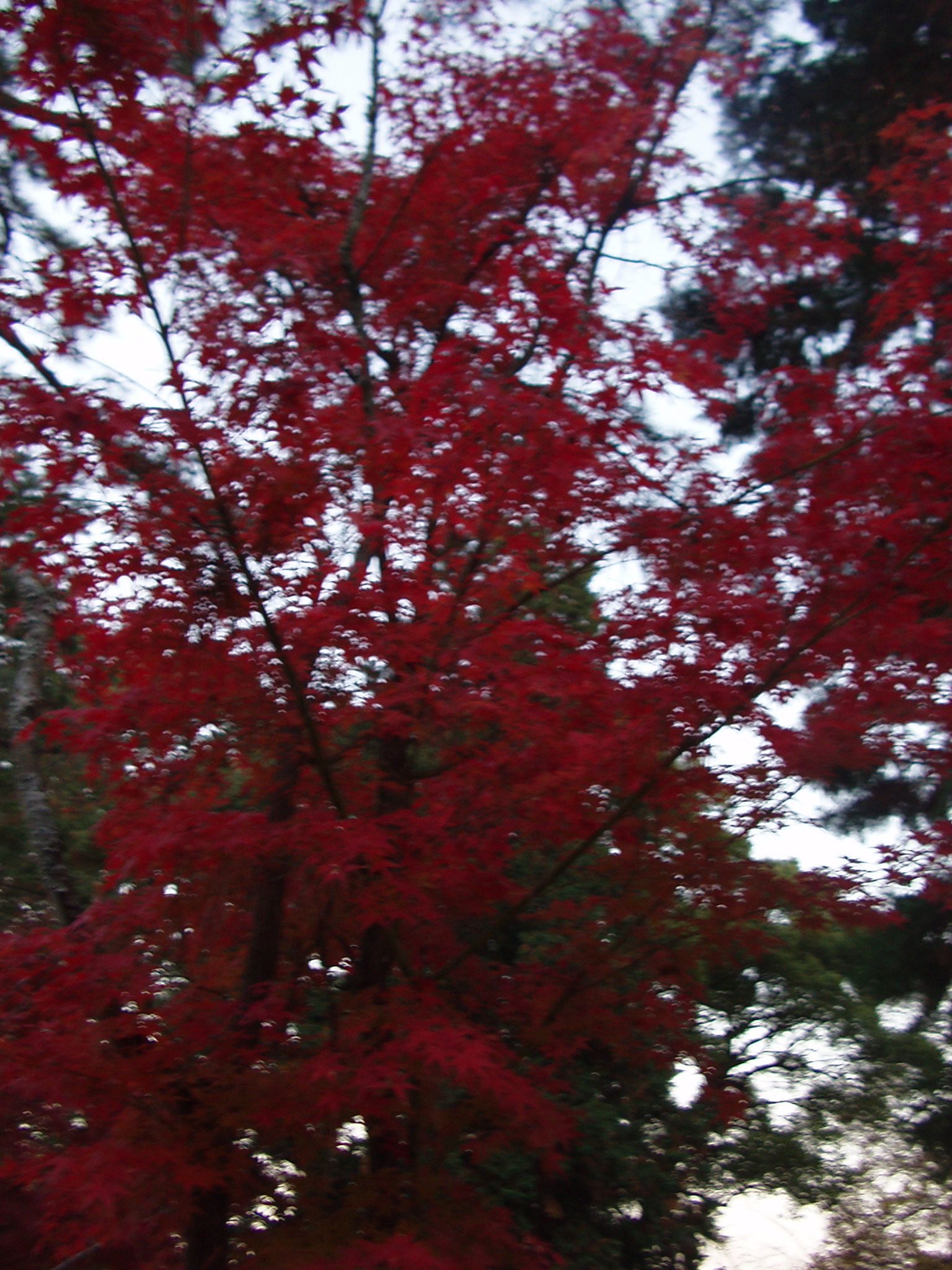 f0095431_111539.jpg