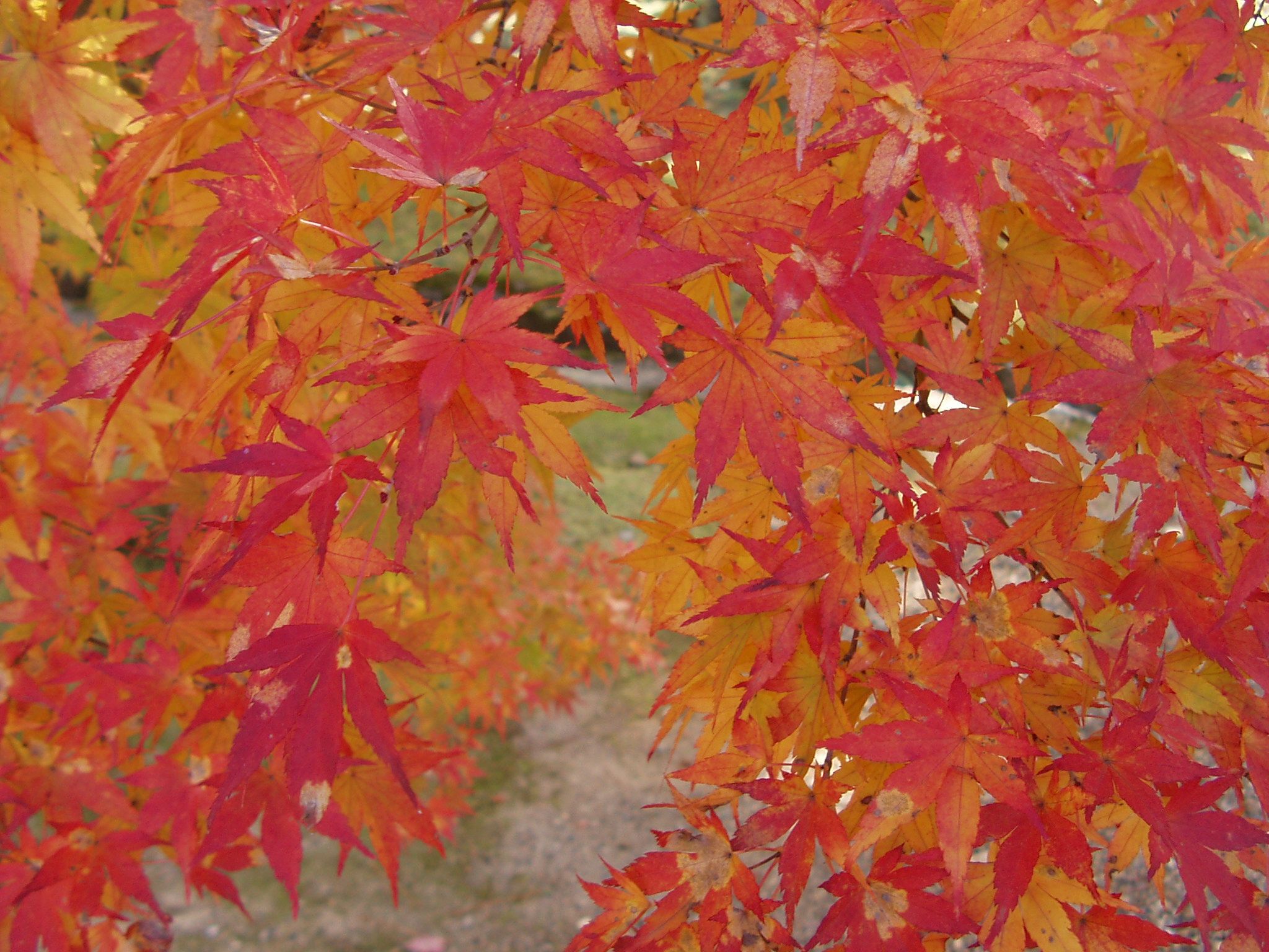 f0095431_118771.jpg