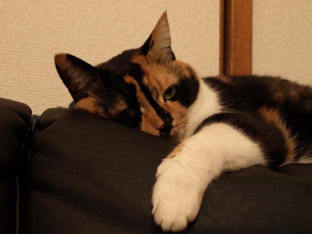 f0154033_3425471.jpg