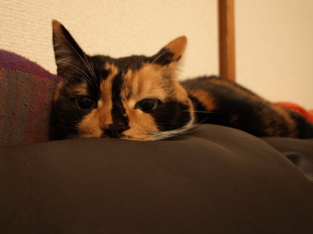 f0154033_3502270.jpg