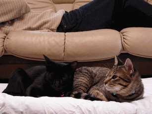 c0136736_18214791.gif