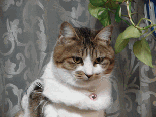 c0136736_18255046.gif