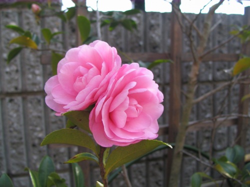 d0043737_06186.jpg