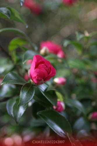c0149339_2249520.jpg