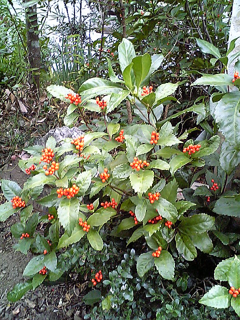 e0087443_2311928.jpg