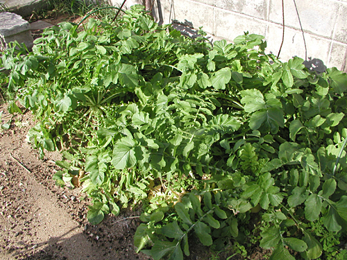 f0041021_20111939.jpg